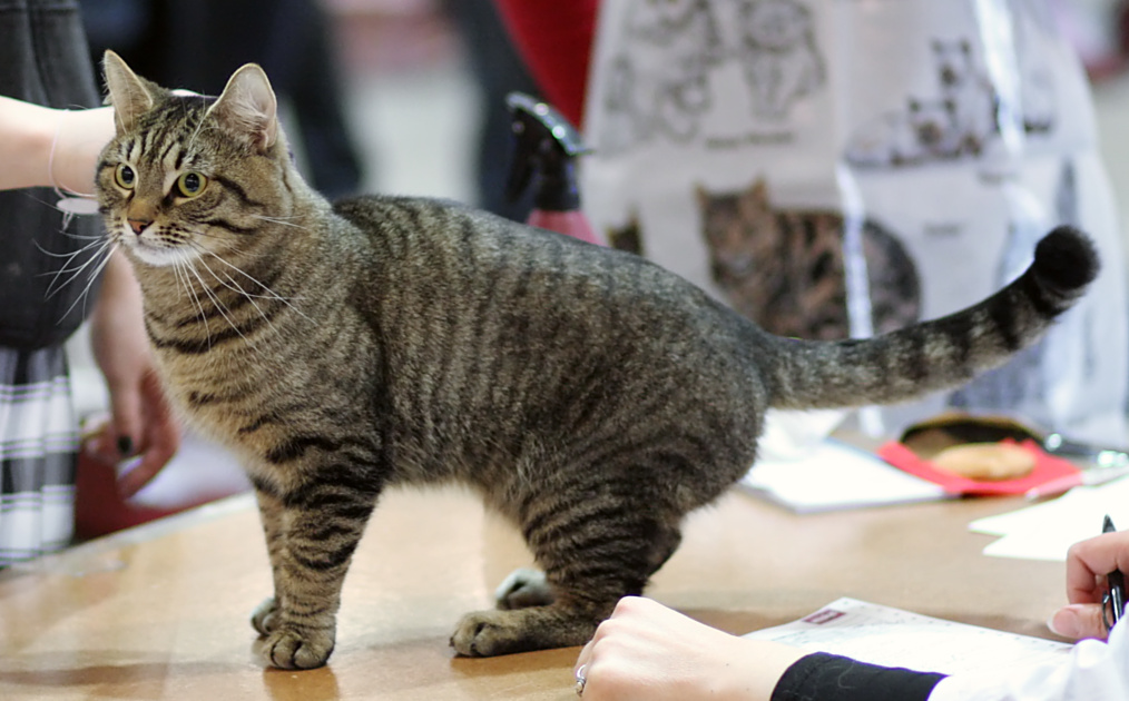 Gato europeo