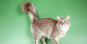Gato de Java