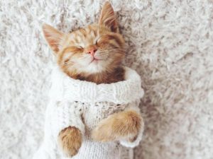 22 maneras en que los gatos hacen a las personas más felices y saludables