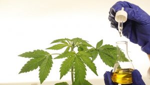 Aceite de CBD para gatos: La guía definitiva con entrevistas a expertos, además de la dosis, la seguridad, el uso, los beneficios y las revisiones del mejor aceite para gatos de la CDB.