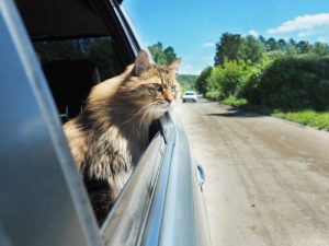 Coche y mareo en los gatos: Cómo prevenirlo y tratarlo