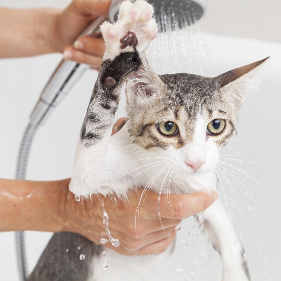 Cómo bañar a su gato (y averiguar el mejor champú para usar)