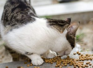 Cómo clasificamos los alimentos para gatos (alimentos biológicamente apropiados para gatos)