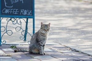 Cómo encontrar un gato perdido | Qué hacer si tu gatito se escapa de casa