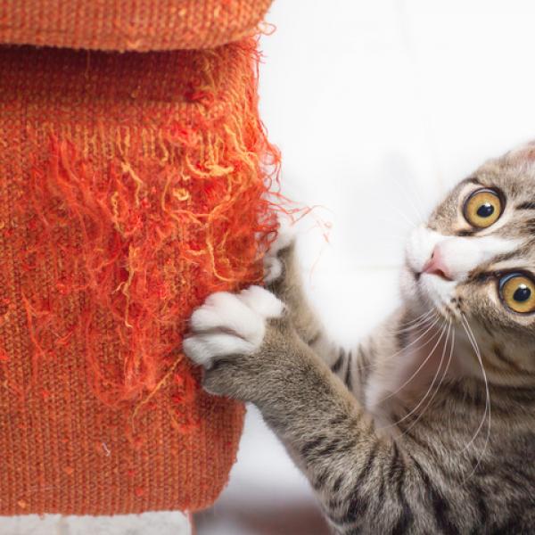 Cómo evitar que tu gato te arañe el sofá, las sillas, las cortinas y otros muebles