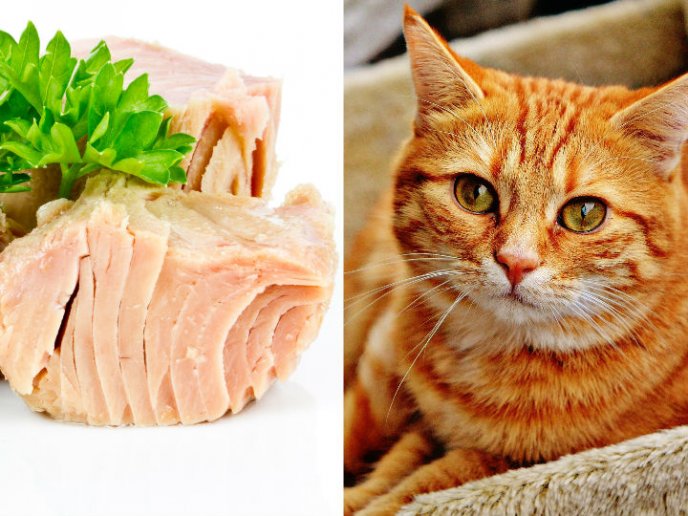 obispo Cortar sal Cómo hacer la mejor comida casera para gatos - gatosyperros.net
