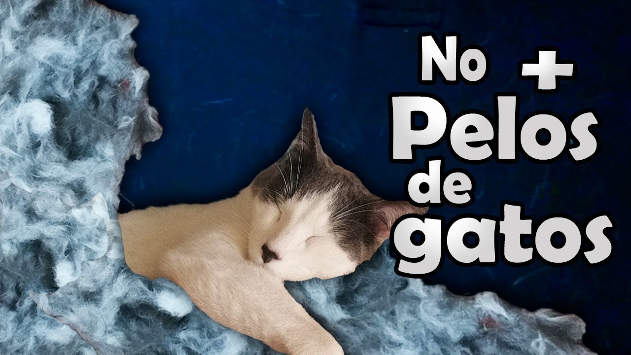 como-limpiar-manejar-y-controlar-la-caida-del-pelo-de-los-gatos