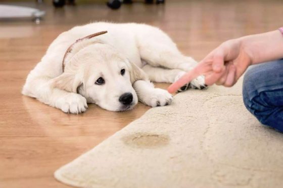 Cómo quitar las manchas de caca y orina de gato de tu alfombra