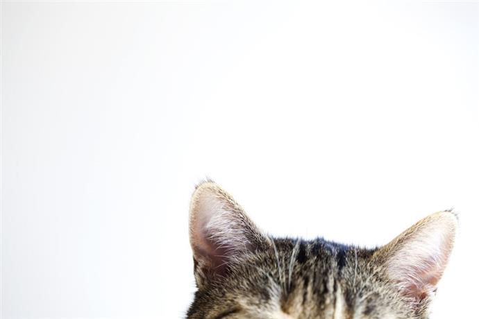 ¿Cómo y qué escuchan los gatos? Rango de audición, frecuencia y sordera en los gatitos
