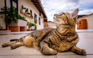 ¿Cuánto cuesta un gato? El desglose del costo anual de tener un gato