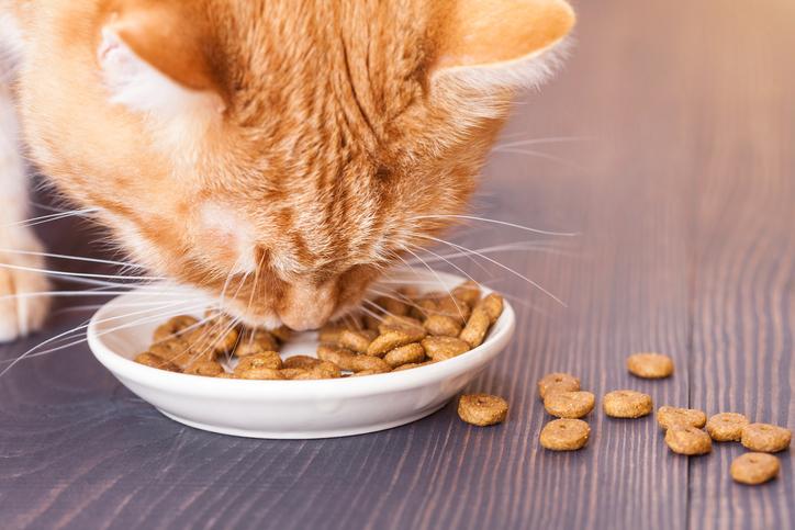 ¿Cuánto debo alimentar a mi gato? Guía de alimentación para gatos