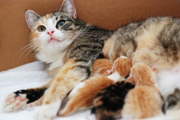 ¿Cuánto tiempo están embarazadas las gatas? Guía de embarazo de gatos | Alimentación, etapas, signos