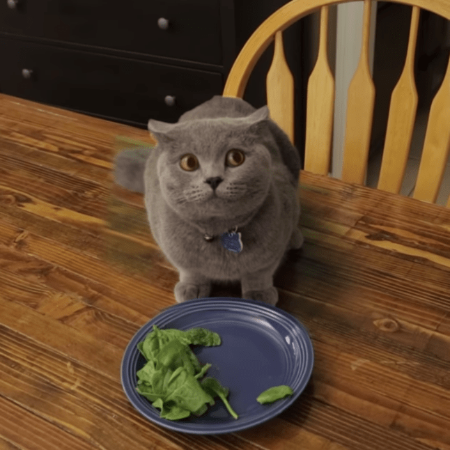 ¿Cuánto tiempo puede un gato estar sin comida o agua? Necesidades felinas de comer y beber