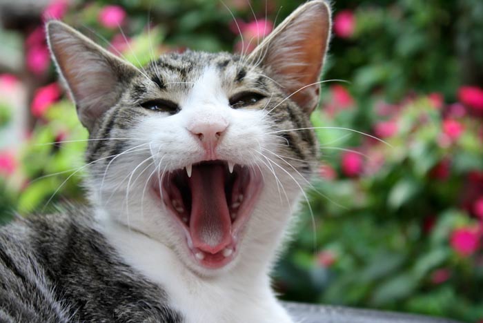 ¿Cuántos dientes tiene un gato doméstico adulto?