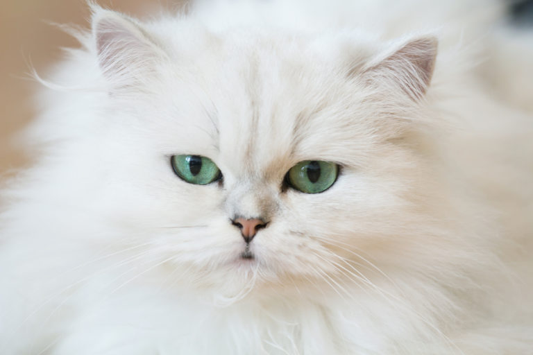 Datos sobre el gato persa: Orígenes, Colores, Precio, Problemas de salud, Nutrición