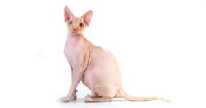 Datos sobre el gato Sphynx: Orígenes, Colores, Precio, Problemas de salud, Nutrición