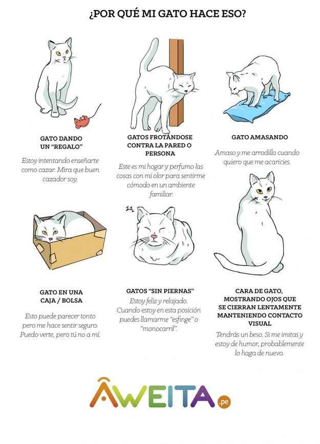 Datos sobre los gatos de Calico | Lo que necesitas saber sobre estos gatitos (+ una guía sobre cómo cuidar a un gatito de Calico)