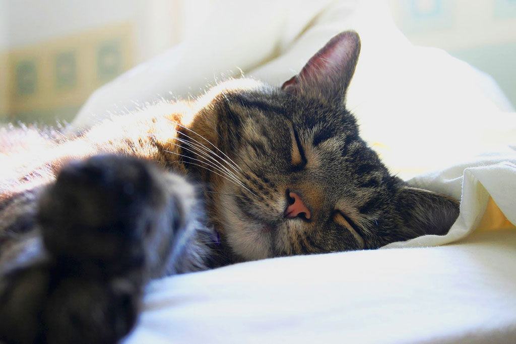 Diciéndole adiós a tu mejor amigo: Cómo afrontar la muerte de tu gato de compañía