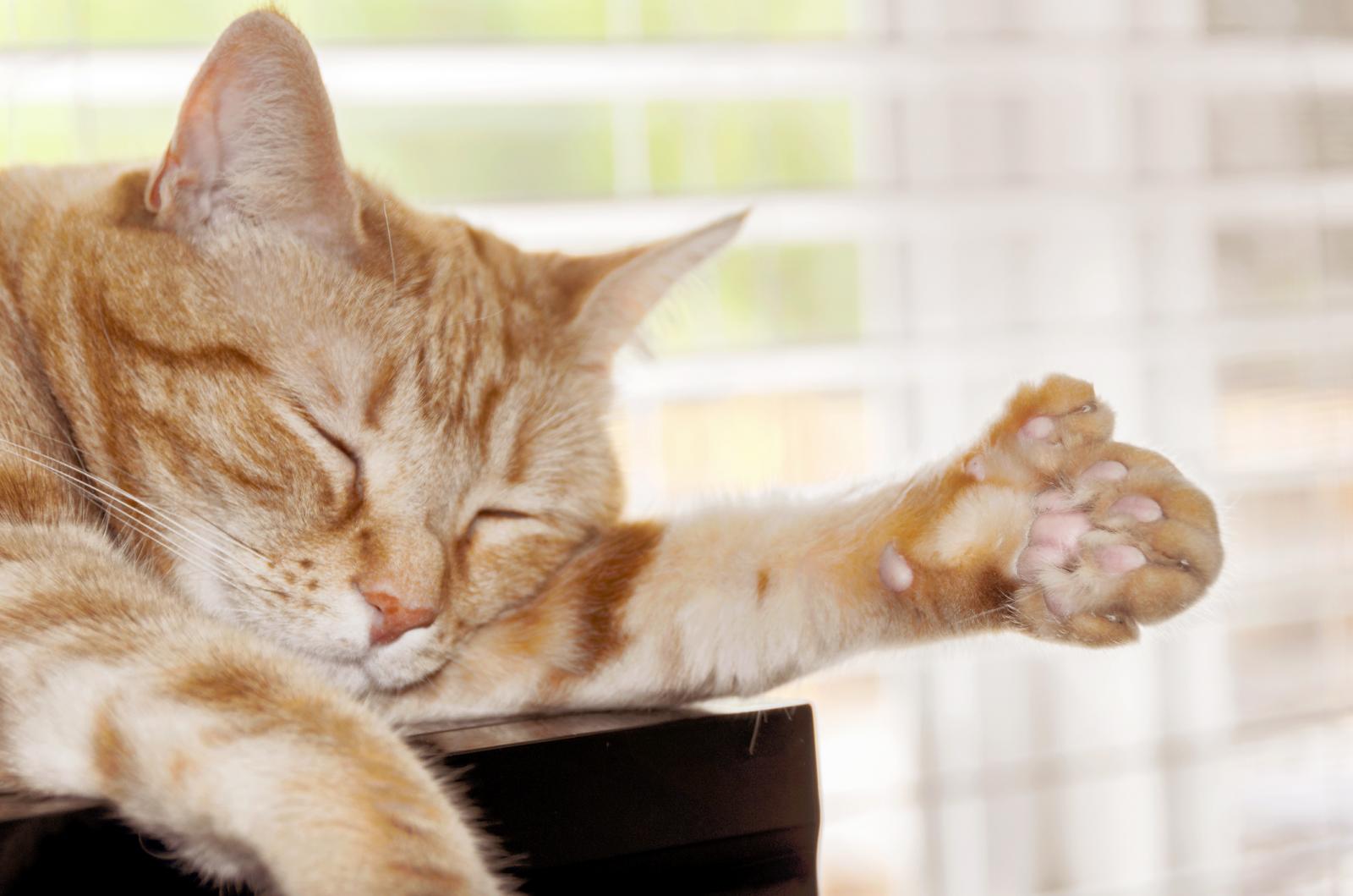 Gatos Hemingway: ¿Qué es un gatito polidáctilo? Hechos, problemas de salud y más