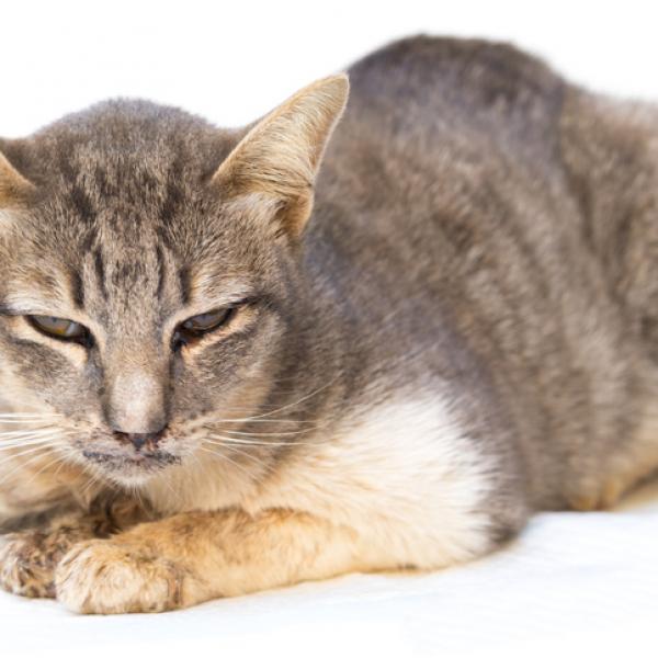Herpes felino en gatos y gatitos: ¿Qué es el herpesvirus felino? Síntomas, cómo lo contraen los gatos y opciones de tratamiento