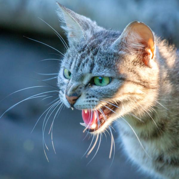 La rabia en los gatos | Síntomas, causas, tratamientos y qué hacer