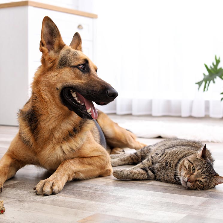 Las mejores razas de gatos para perros y amantes de los perros