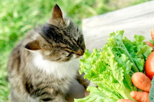 Las mejores verduras para los gatos: ¿Pueden comerlas? Beneficios y efectos secundarios
