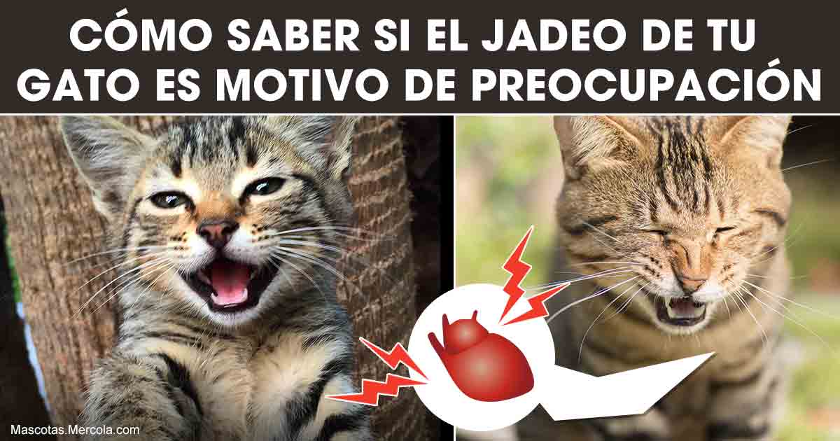 los-gatos-jadean-como-los-perros-que-significa-eso
