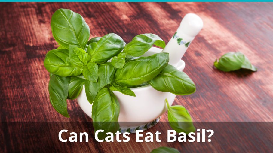 Los Gatos Pueden Comer Albahaca Es Segura Y Buena O T xica Y Mala los-gatos-pueden-comer-albahaca-es-segura-y-buena-o-t-xica-y-mala