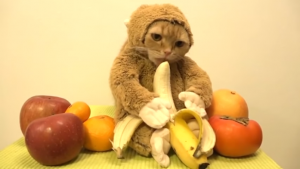 ¿Los gatos pueden comer bananas? ¿O son peligrosos?