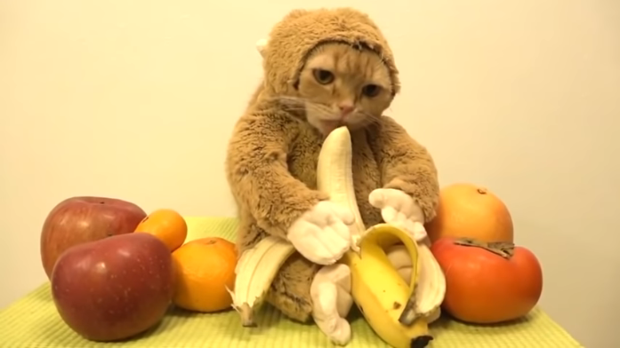 los-gatos-pueden-comer-bananas-o-son-peligrosos