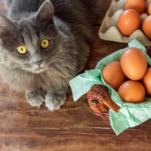 ¿Los gatos pueden comer huevos? ¿Son seguros y buenos, o malos para ellos?