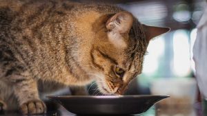 ¿Los gatos pueden comer maíz o es malo para ellos?