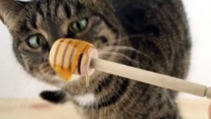 ¿Los gatos pueden comer miel o es malo para ellos?