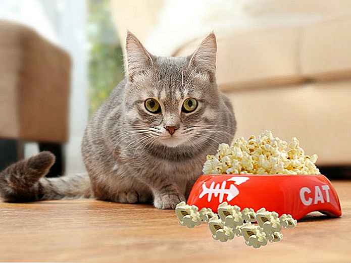 ¿Los gatos pueden comer palomitas de maíz o es malo para ellos?
