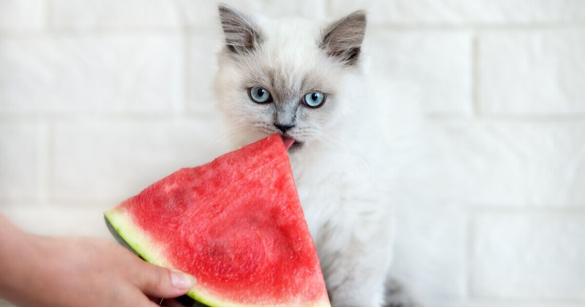 ¿Los gatos pueden comer sandías o es malo para ellos?