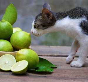 ¿Los gatos pueden comer tomates o son malos para ellos?