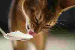 ¿Los gatos pueden comer yogur? ¿Es seguro y bueno o malo para ellos?