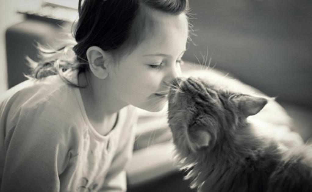 ¿Los gatos son territoriales con los humanos o con otros gatos? los-gatos-son-territoriales-con-los-humanos-o-con-otros-gatos