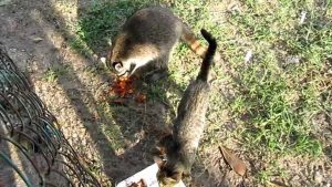 ¿Los mapaches atacan y comen gatos?