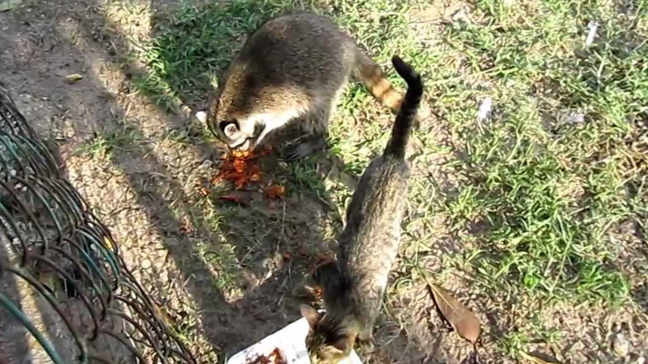 ¿Los mapaches atacan y comen gatos?