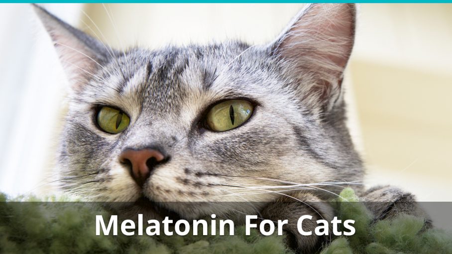 Melatonina para gatos: ¿Puedes darla, y cuánto? melatonina-para-gatos-puedes-darla-y-cuanto