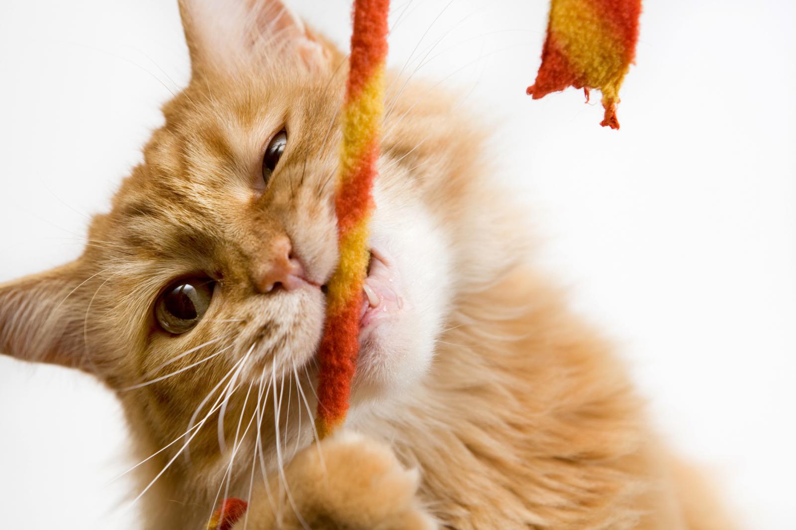 ¿Por qué a los gatos les gusta jugar con cuerdas, y las cuerdas son un buen juguete?