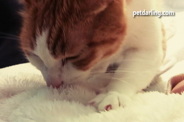¿Por qué los gatos amasan o masajean a sus dueños humanos, almohadas, mantas... todo?