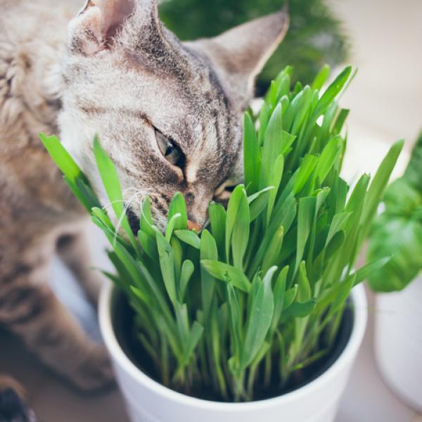 ¿Por qué los gatos comen hierba? ¿Es saludable o dañino si mi gato está comiendo hierba?