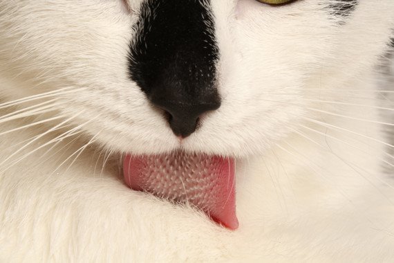 por-que-los-gatos-sacan-la-lengua-6-datos-sorprendentes-sobre-la-lengua-de-los-gatos