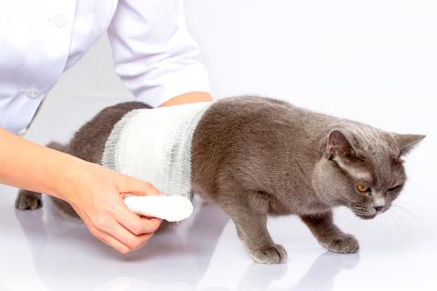 Primeros auxilios para gatos: Qué hacer si su gatito sale lastimado