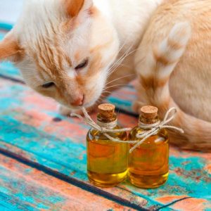 Pros y contras de darle aceite de coco a tu gato: ¿Es seguro o malo para los gatitos?