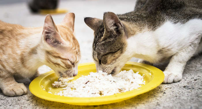 ¿Pueden los gatos comer arroz blanco o integral? ¿Es bueno y seguro, o malo para ellos?