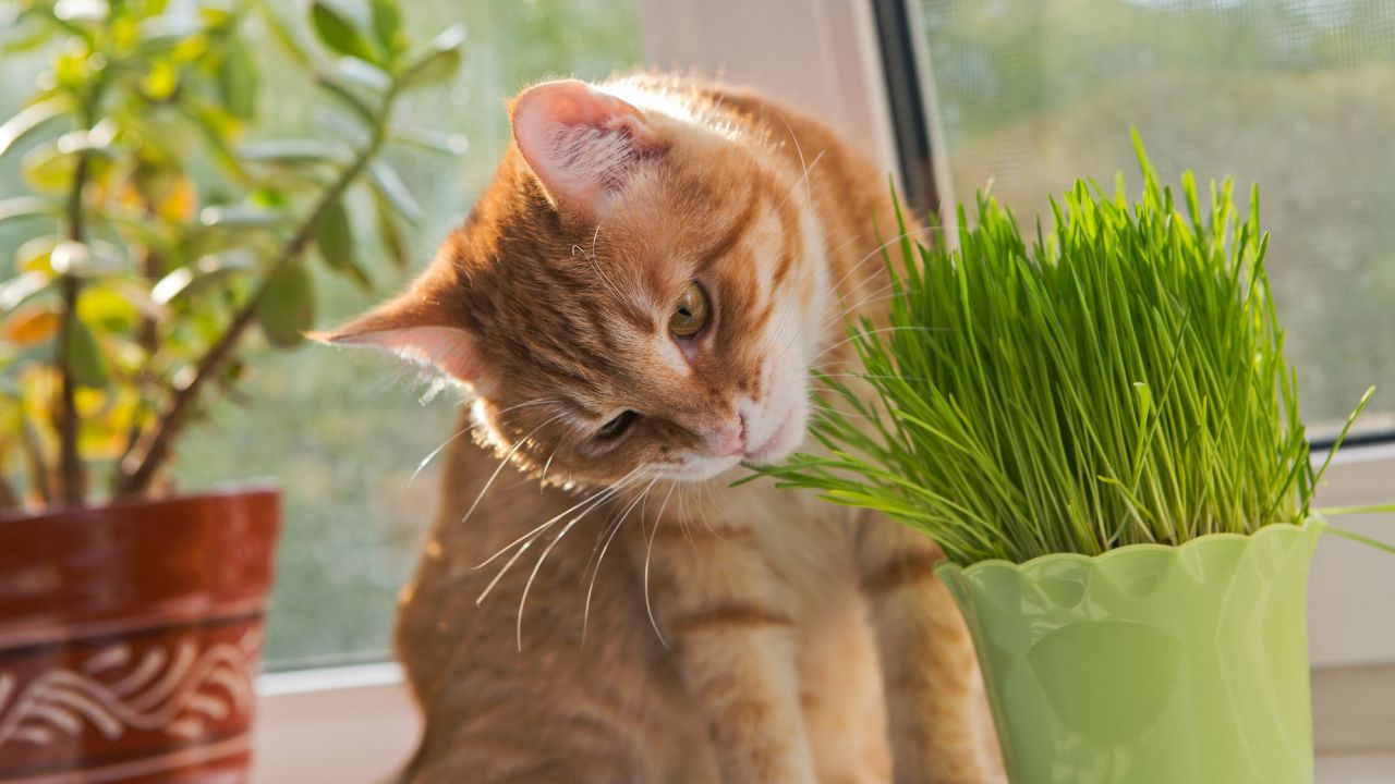 ¿Pueden los gatos comer hierba de trigo?